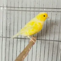 قناری نر قرص بخون و ماده|پرنده|کرج, شهرک بنفشه|دیوار