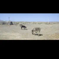 یه عدد کره فروشی