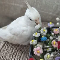 عروس هلندی ماده کاملن دستی وسالم بدون قفس