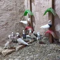 کبوترطوقی کرمانشاهی و همدانی نقش پرخال|پرنده|نجف‌آباد, منتظری شمالی|دیوار