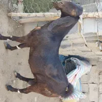 بزمری|حیوانات مزرعه|ایرانشهر, |دیوار