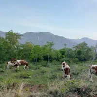 گوساله نر، تلیسه آرام ، گاوشیری نژاد دار جنس خوب