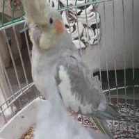 معاوضه با حیوانات مزرعه|پرنده|رشت, حومه رشت|دیوار