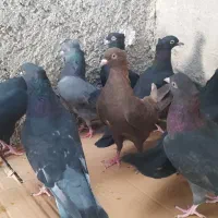 12 کبوتر سیاه و سبز و زرد|پرنده|خورموج, |دیوار