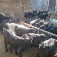 کهره نر سبک وزن|حیوانات مزرعه|شیراز, شهرک رضوان|دیوار