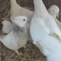کبوتر  سفید و طوقی