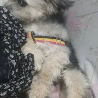 فروش سگ نژاد شیتزو شناسنامه دار|سگ|سیرجان, |دیوار