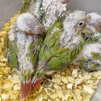 جوجه گیرینچیک|پرنده|هشتگرد, هیو|دیوار