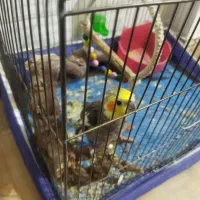 عروس طوطی|پرنده|تبریز, |دیوار