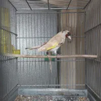 سهره سره