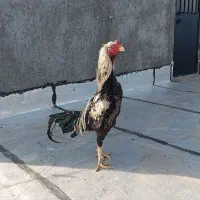 یک عدد خروس لاری و جوجه مرغ لاری