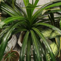 گل آپارتمانی