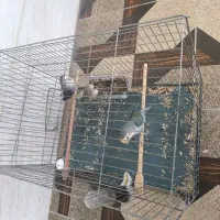 طوطی|پرنده|گرگان, |دیوار