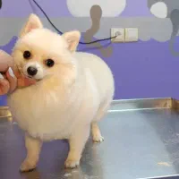 اصلاح. کوتاهی مو. سگ گربه