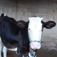 گاو و گوساله