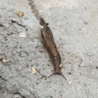 حلزون خانگی