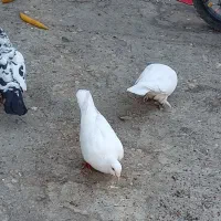 ۱۲ عدد کبتر|پرنده|رضویه, |دیوار