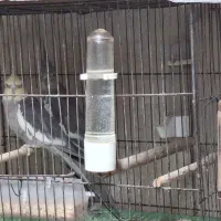 عروس هلندی فروش فوری به پولش نیاز دارم|پرنده|فولادشهر, B7|دیوار