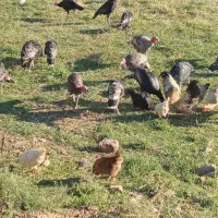 بوقلمون در شهرستان شوط|حیوانات مزرعه|ماکو, |دیوار