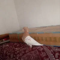 کبوتر کله زرد کاکلی