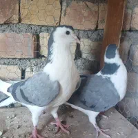 کفتر طاقی نر و ماده