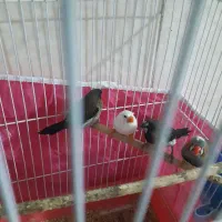 همستر خرگوش لپ فنچ|موش و خرگوش|شاهرود, |دیوار