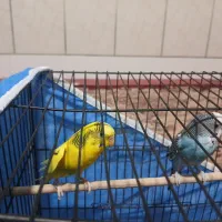 مرغ عشق