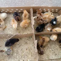 جوجه مرغ  اردک. غاز|حیوانات مزرعه|تربت‌حیدریه, ۴۵ متری|دیوار