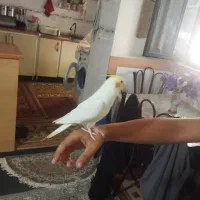 دو عدد عروس هلندی نر دستی باهوش سخنگو