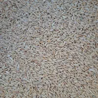 بذر گندم رقم سرداری دانه درشت بوجاری شده|خدمات باغبانی و درختکاری|میانه, |دیوار