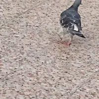 کبوتر پلاکی|پرنده|بندر گناوه, |دیوار