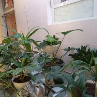 گل وگلدان|گل و گیاه طبیعی|فسا, |دیوار