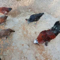 مرغ و خروس محلی