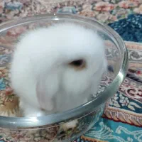 3عدد خرگوش لپی 1ماهه