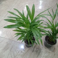 گل به قیمت اقتصادی سیکاس نیکولای اریکا