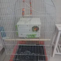 طوطی برزیلی  همراه با وسایل