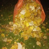 دو تن برگ درخت توت خیلی خیلی تمیز