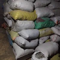 فروش کودکبوتر|خدمات باغبانی و درختکاری|ملکان, |دیوار