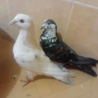 کبوتر تکپر اس