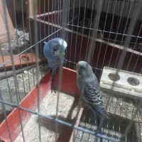 مرغ عشق نر و دوتا جوجه خودش