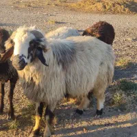 قوچ ترکی|حیوانات مزرعه|مرودشت, تامین اجتماعی‎|دیوار