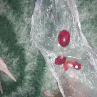 مهره|جواهرات|عنبرآباد, |دیوار