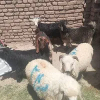 گوسفند