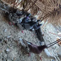 ۹ عدد کفتر کبوتر نرو ماده|پرنده|کهنوج, |دیوار