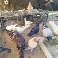 13 عدد کبوتر بفروش می رسد|پرنده|زهک, |دیوار