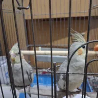 جفت عروس هلندی