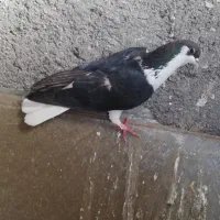 مرغ وکفتر|حیوانات مزرعه|لنجان, |دیوار