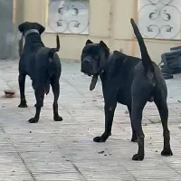 توله کنگرسو .و دوتا کنگرسو بالغ|سگ|لواسان, |دیوار