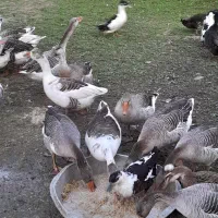 فروش غاز محلی و قو غاز|حیوانات مزرعه|آستانه اشرفیه, |دیوار