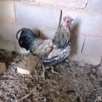 فروش نیمچه مرغ و خروس گلین